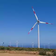 cururos